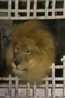 Zamba The Lion