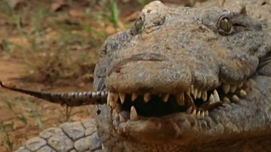 A still from Secrets of the Crocodile Caves