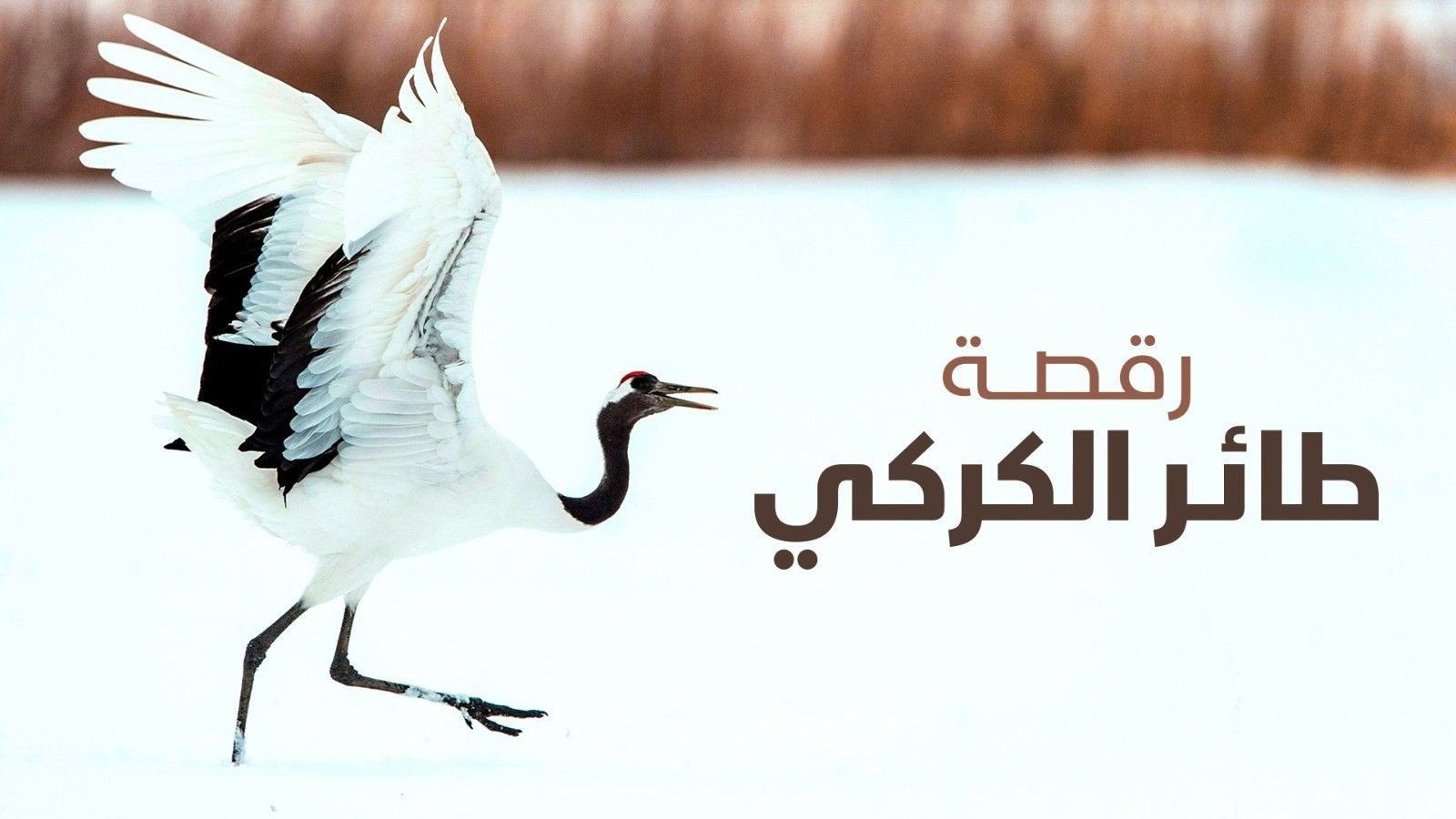 Dance Of The Crane
