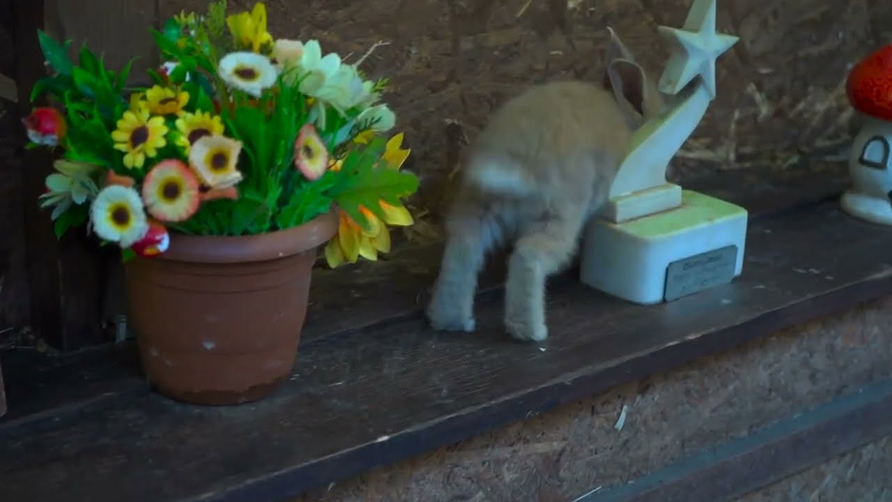 Bunny Decides to Go