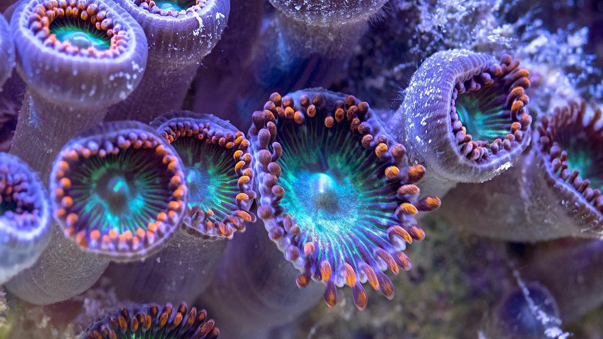 A still from Reef Rescue