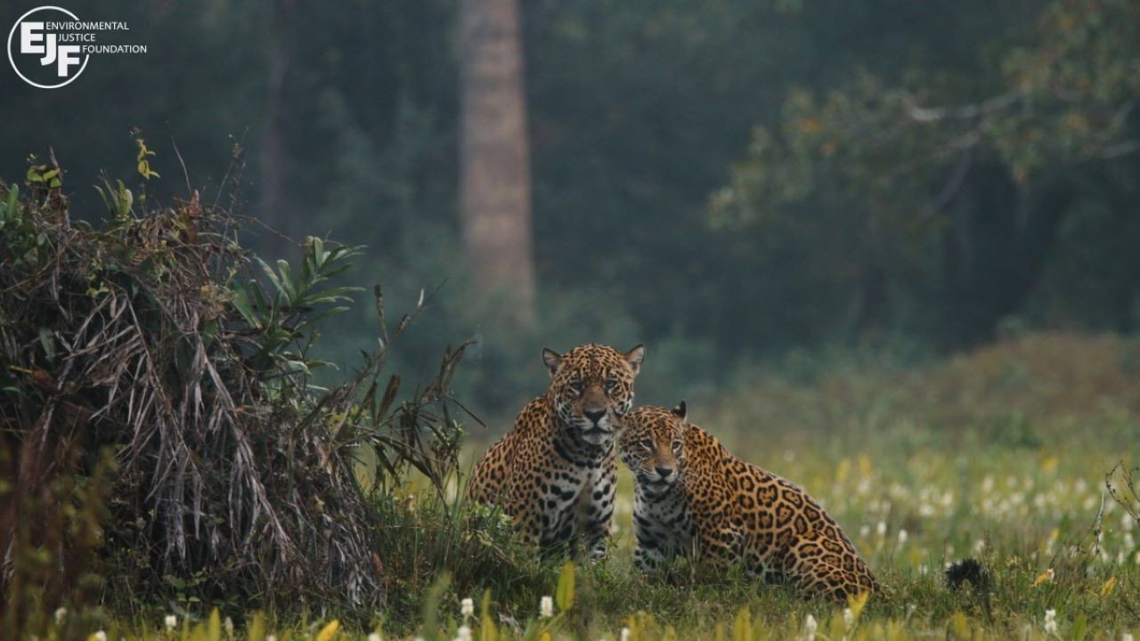 Pantanal