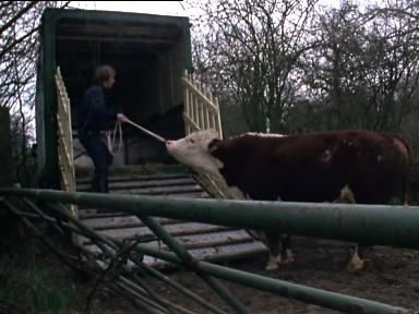 A still from A Lot of Bull and a Pat on the Back