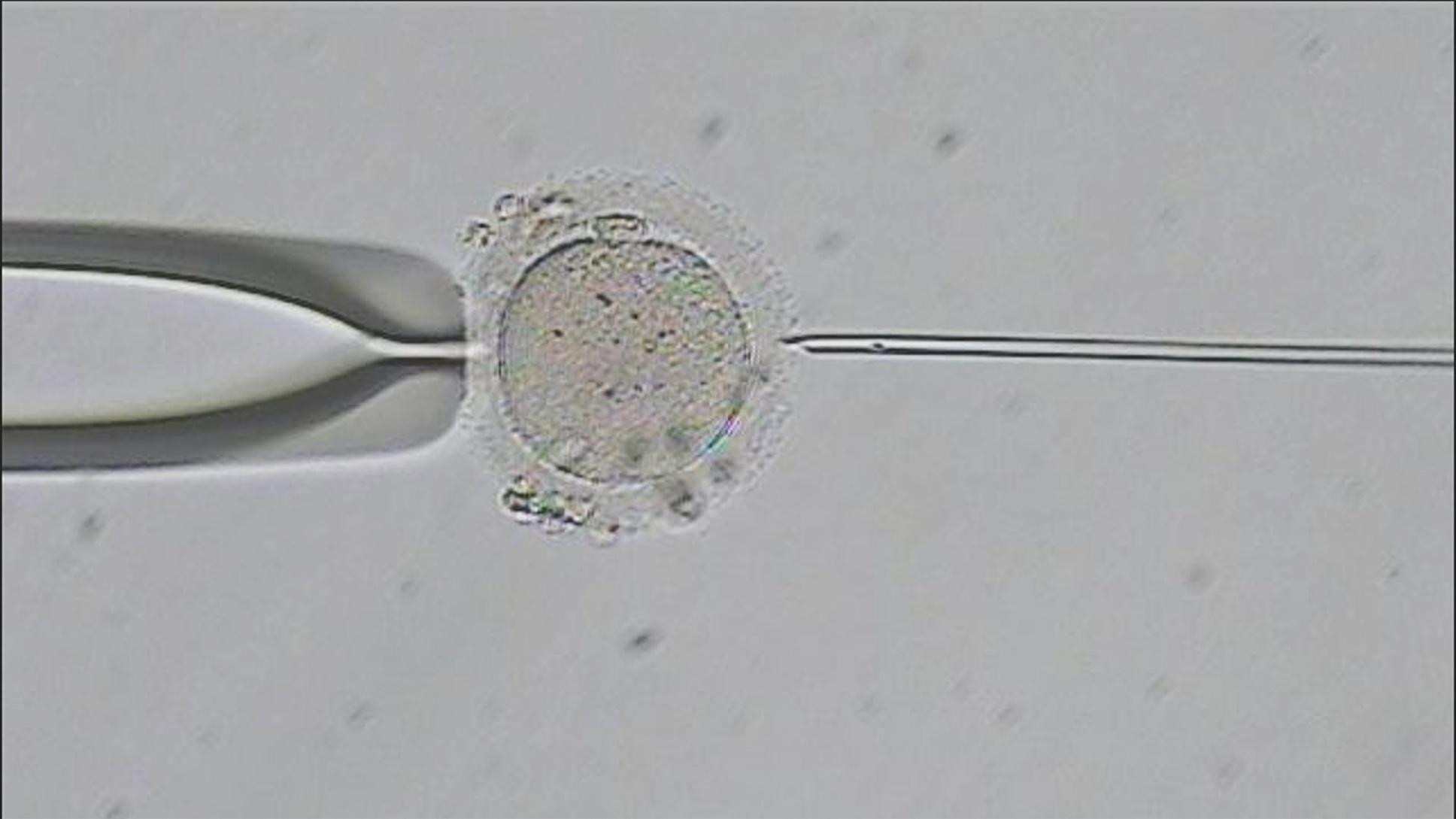 A still from Fighting for Fertility