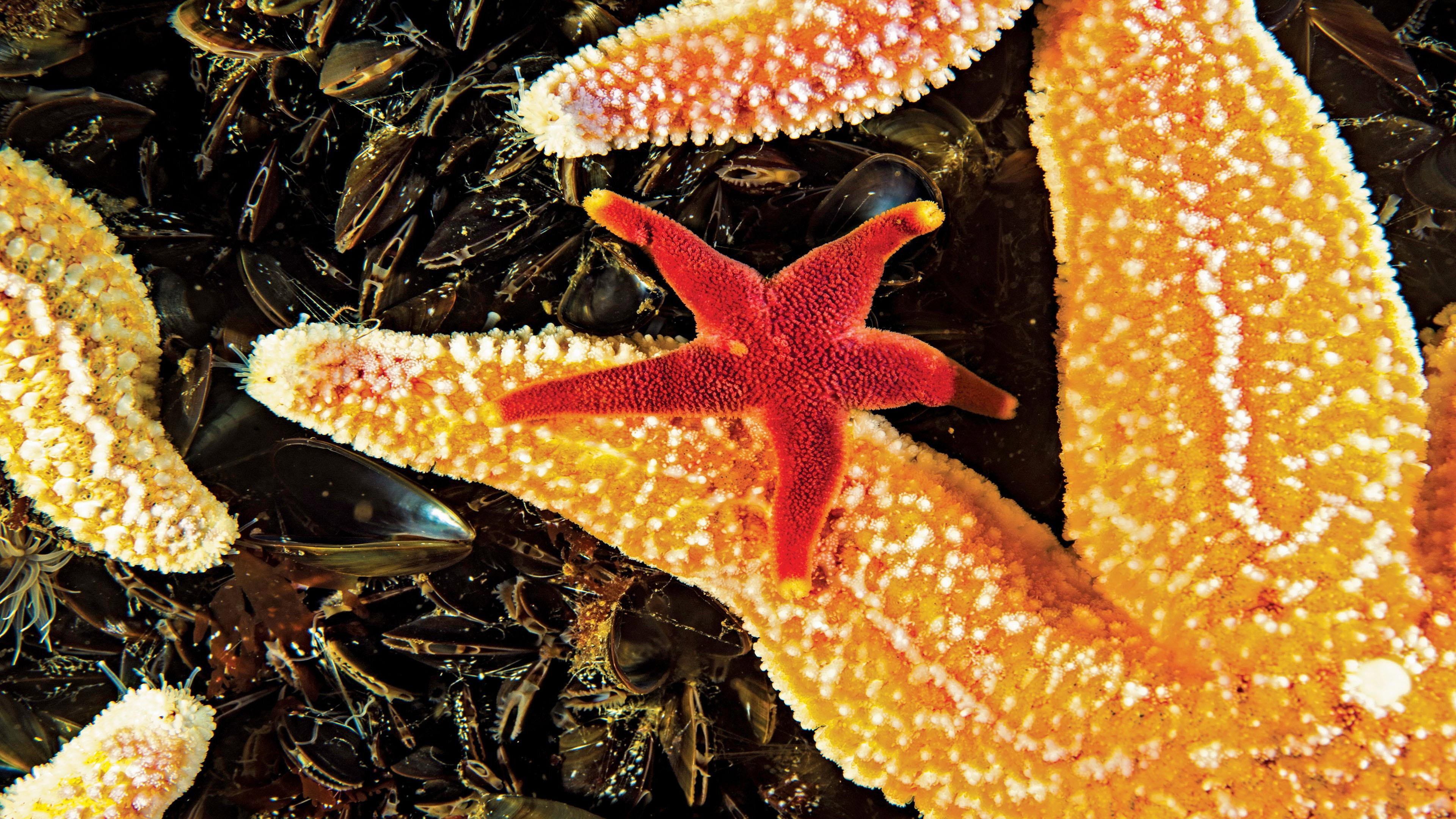 A still from Sea Change: Peril in the Gulf of Maine