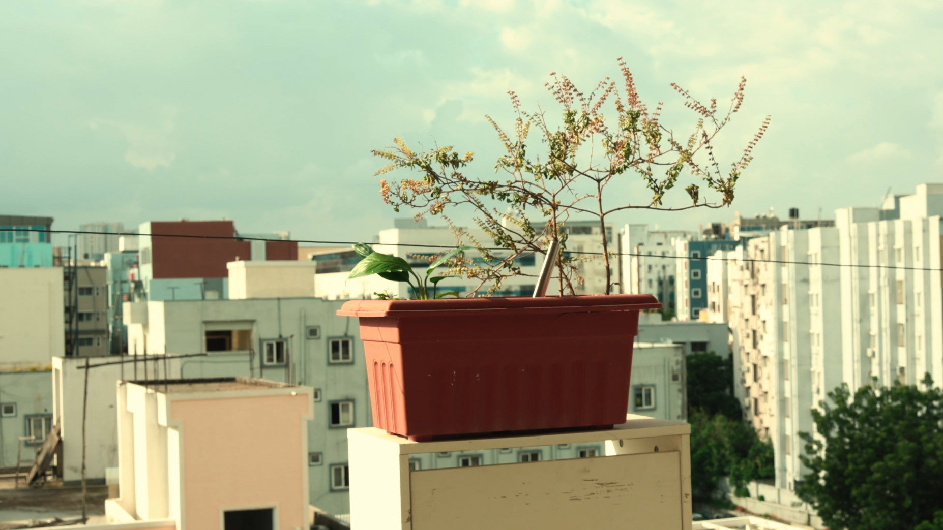 BLOOM