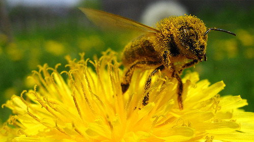 A still from Tales from the Hive