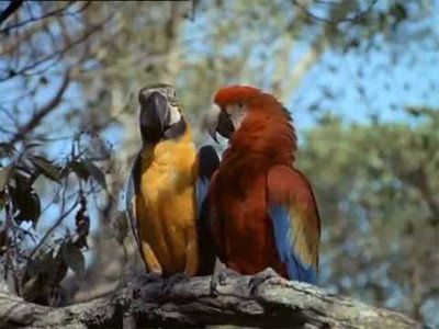 A still from Disaster in the Everglades (1)