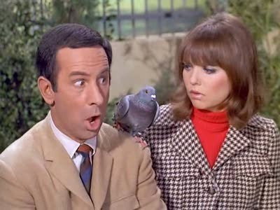 A still from Spy, Spy, Birdie
