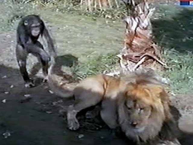 A still from House of Lions