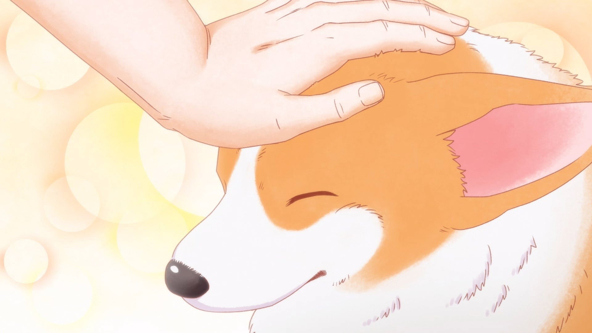 The Corgi and the Samurai