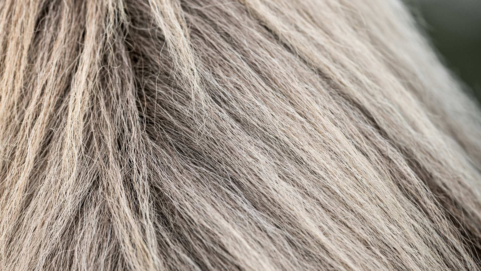 A still from The Tesla, Horsehair Fabrics, Pool Cleaners