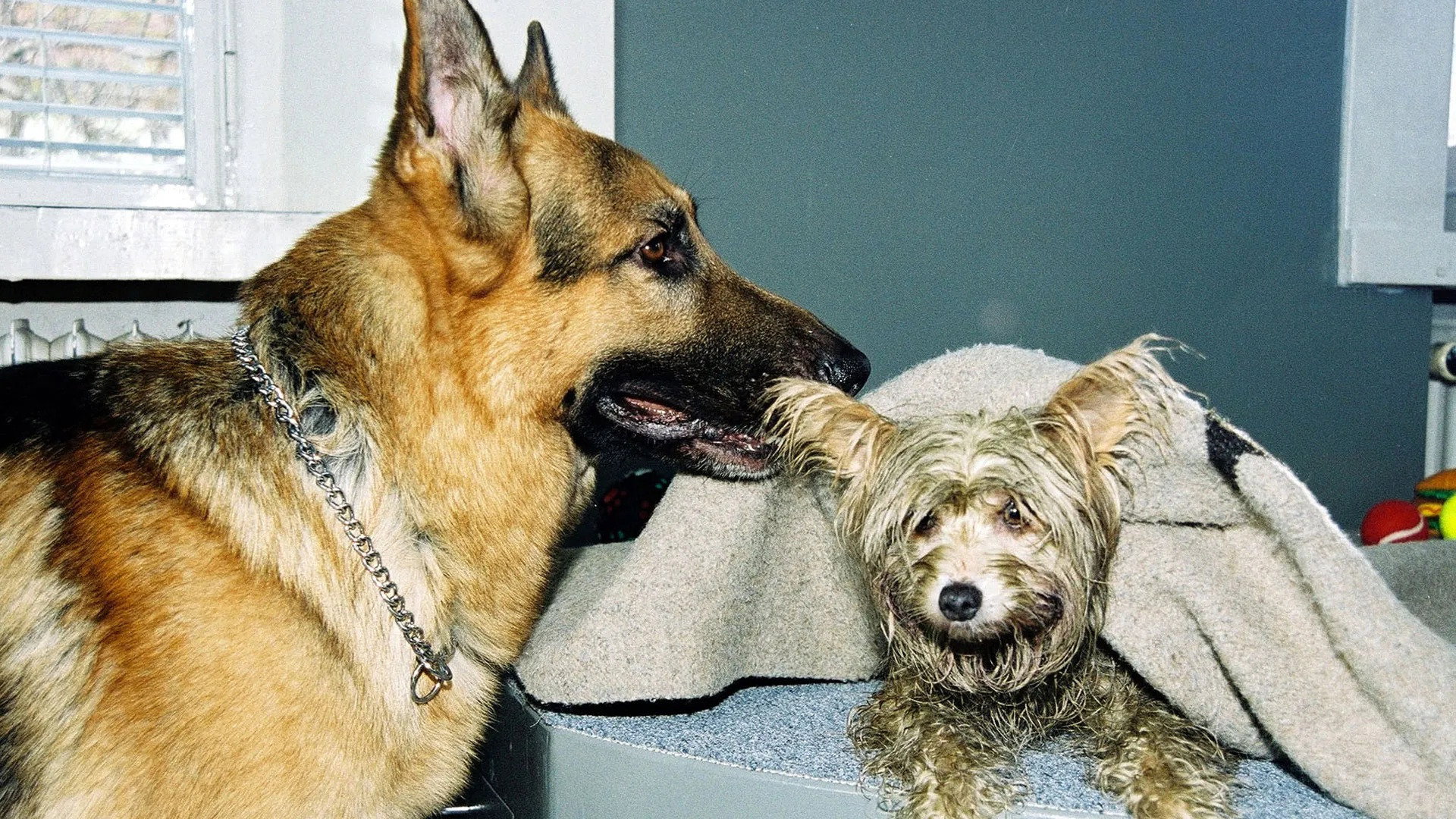 A still from Four Legged Witness