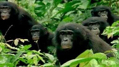 A still from The Last Great Ape