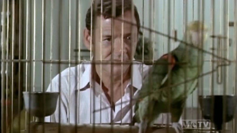 A still from It's All Over Now, Baby Bird