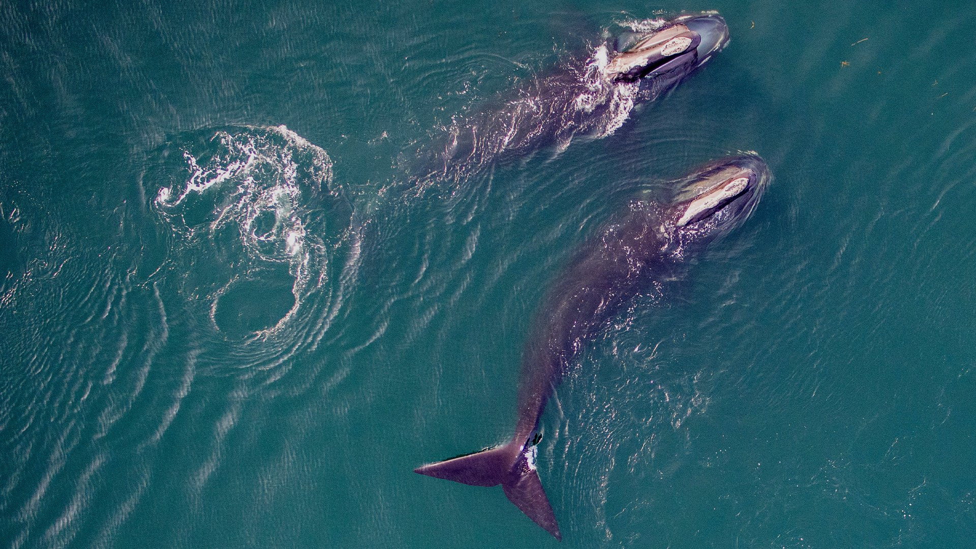 A still from Saving the Right Whale