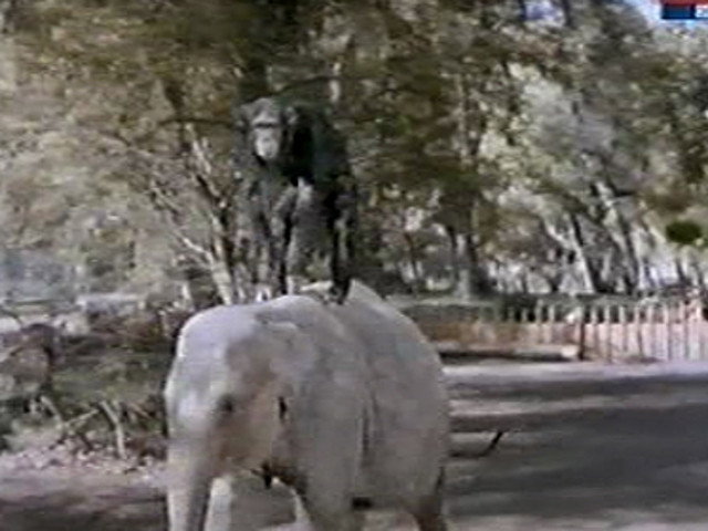 A still from Judy and the Baby Elephant