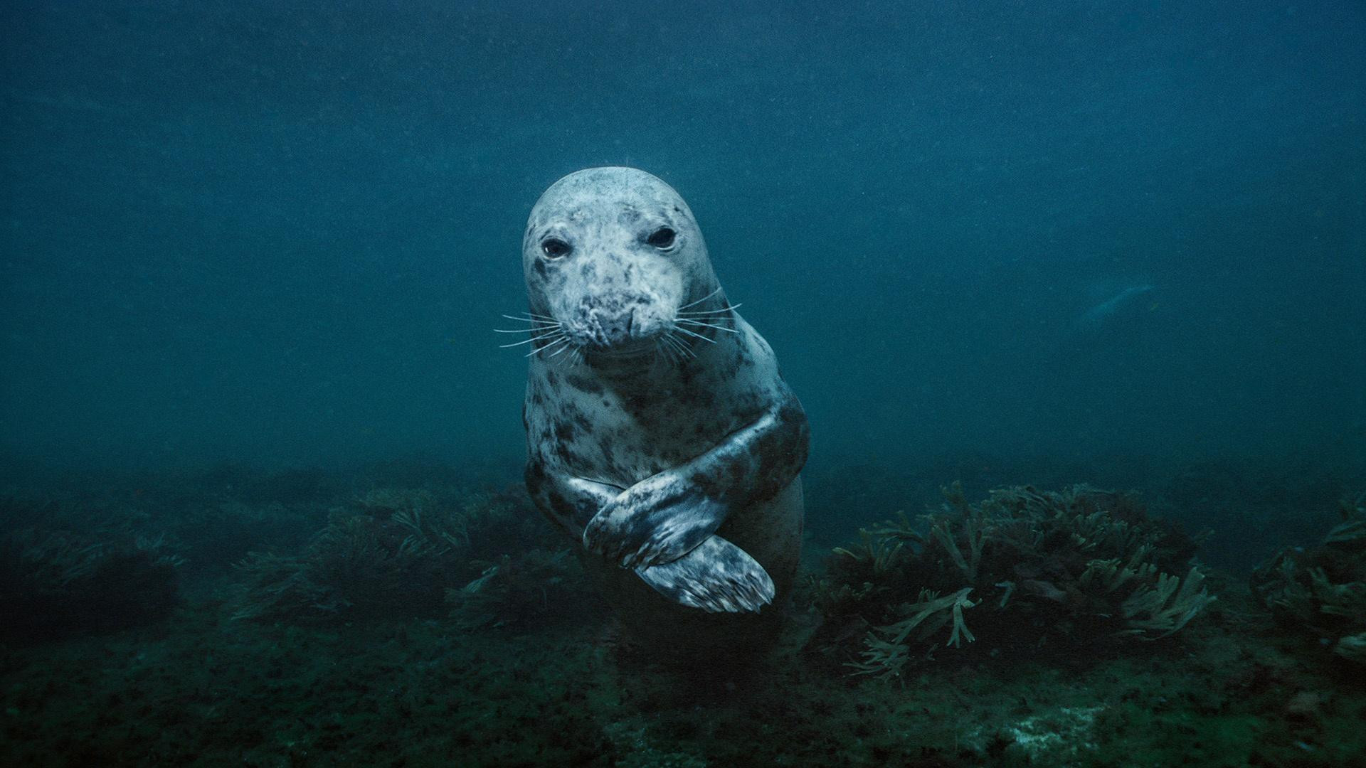 A still from Sea Change: Bounty in the Gulf of Maine