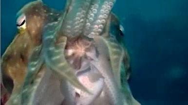 A still from Kings of Camouflage