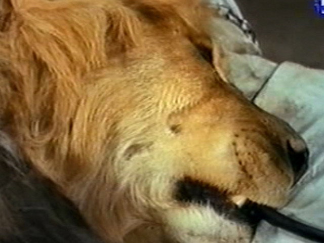 A still from Judy and the Vulture