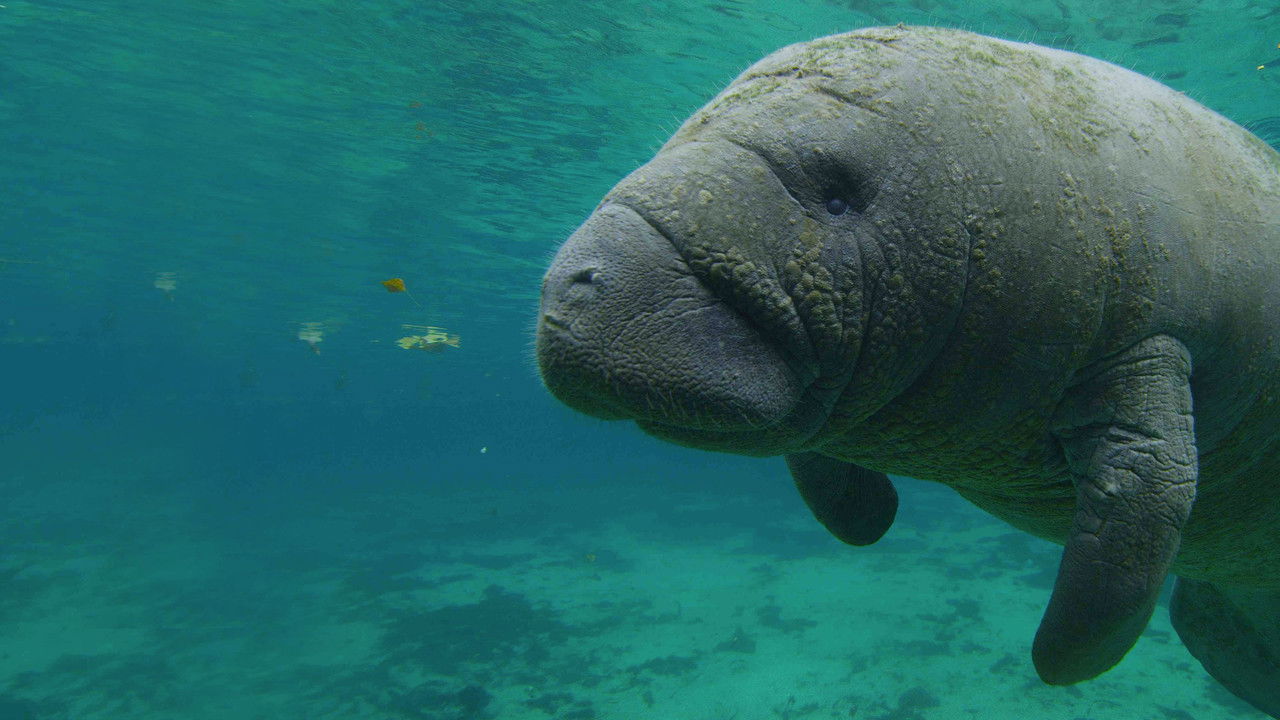 Backdrop image for movie North America's National Parks