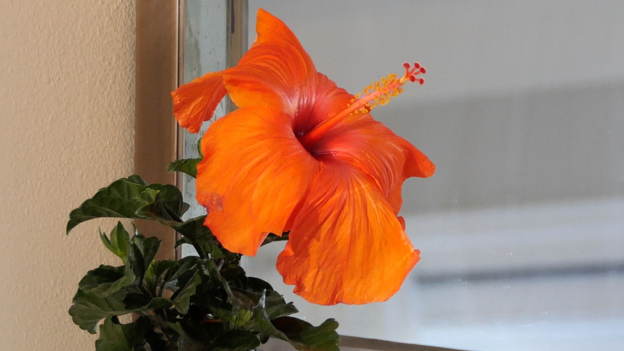 Backdrop image for movie Agora