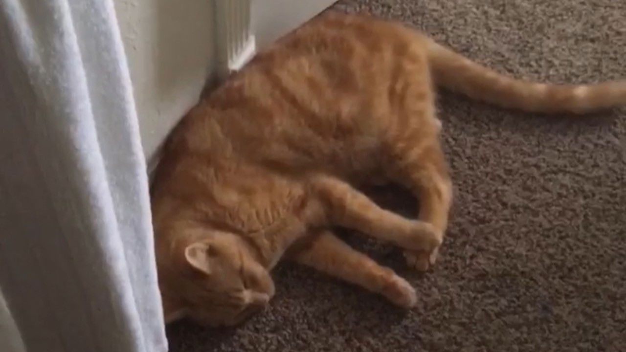 Backdrop image for movie The Adventures of Murphy the Cat #3