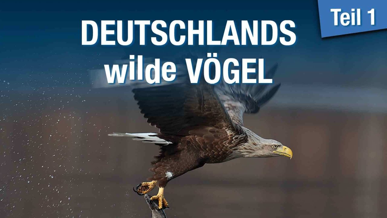 Backdrop image for movie Deutschlands wilde Vögel