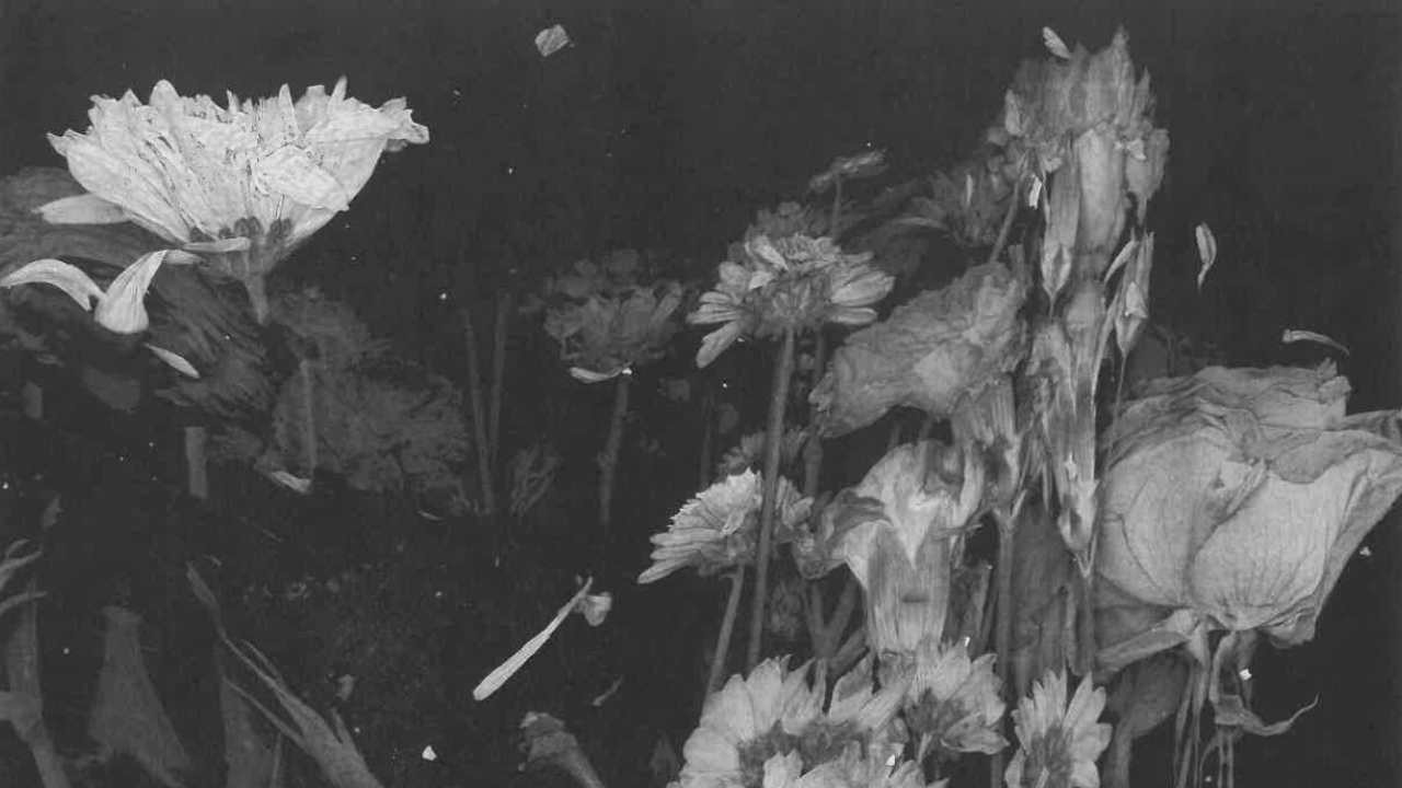 Backdrop image for movie bouquet