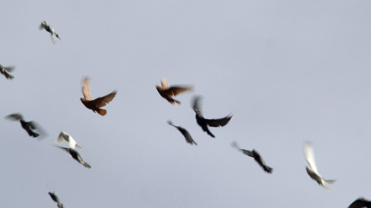 Backdrop image for movie Dovecotes of Kyiv