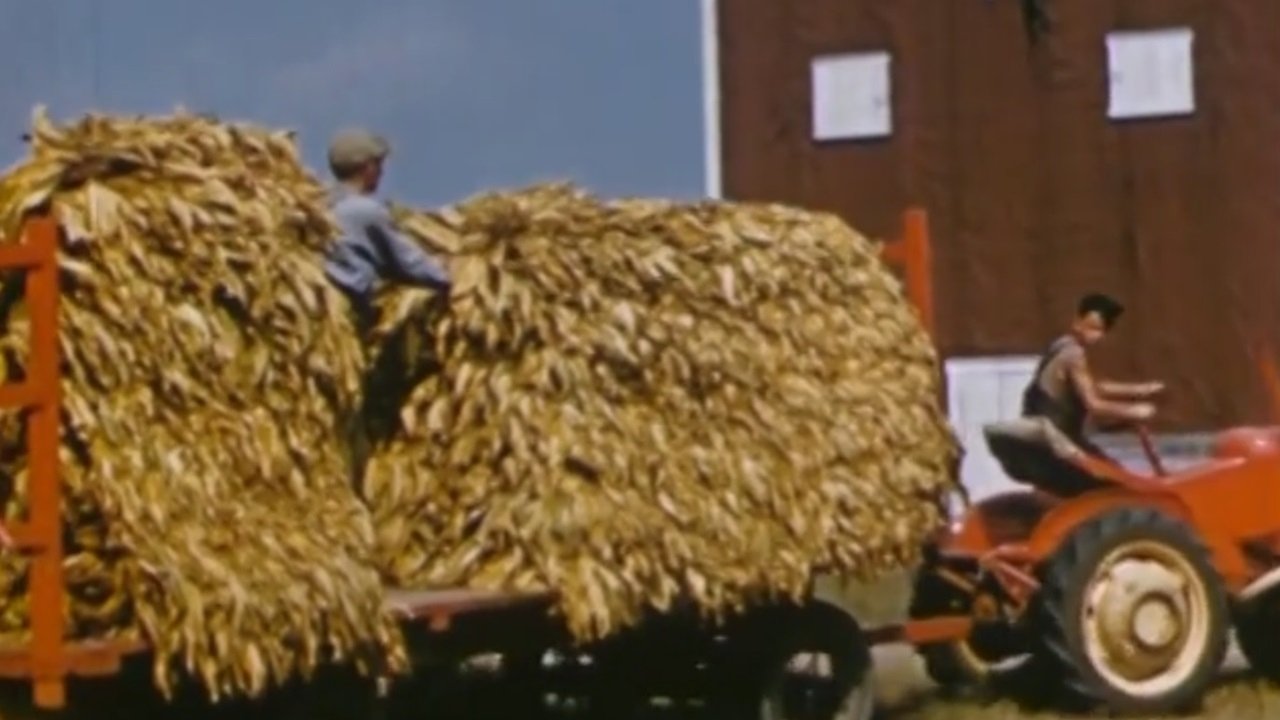 Backdrop image for movie Yellow Tobacco from Quebec