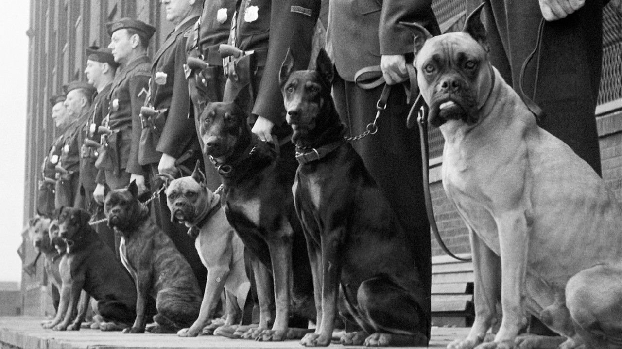 Backdrop image for movie Beasts of War