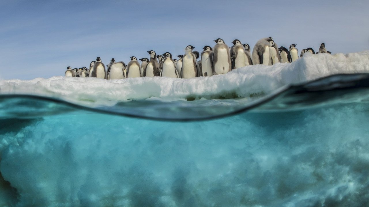 Backdrop image for movie Antarctica, in the footsteps of the Emperor