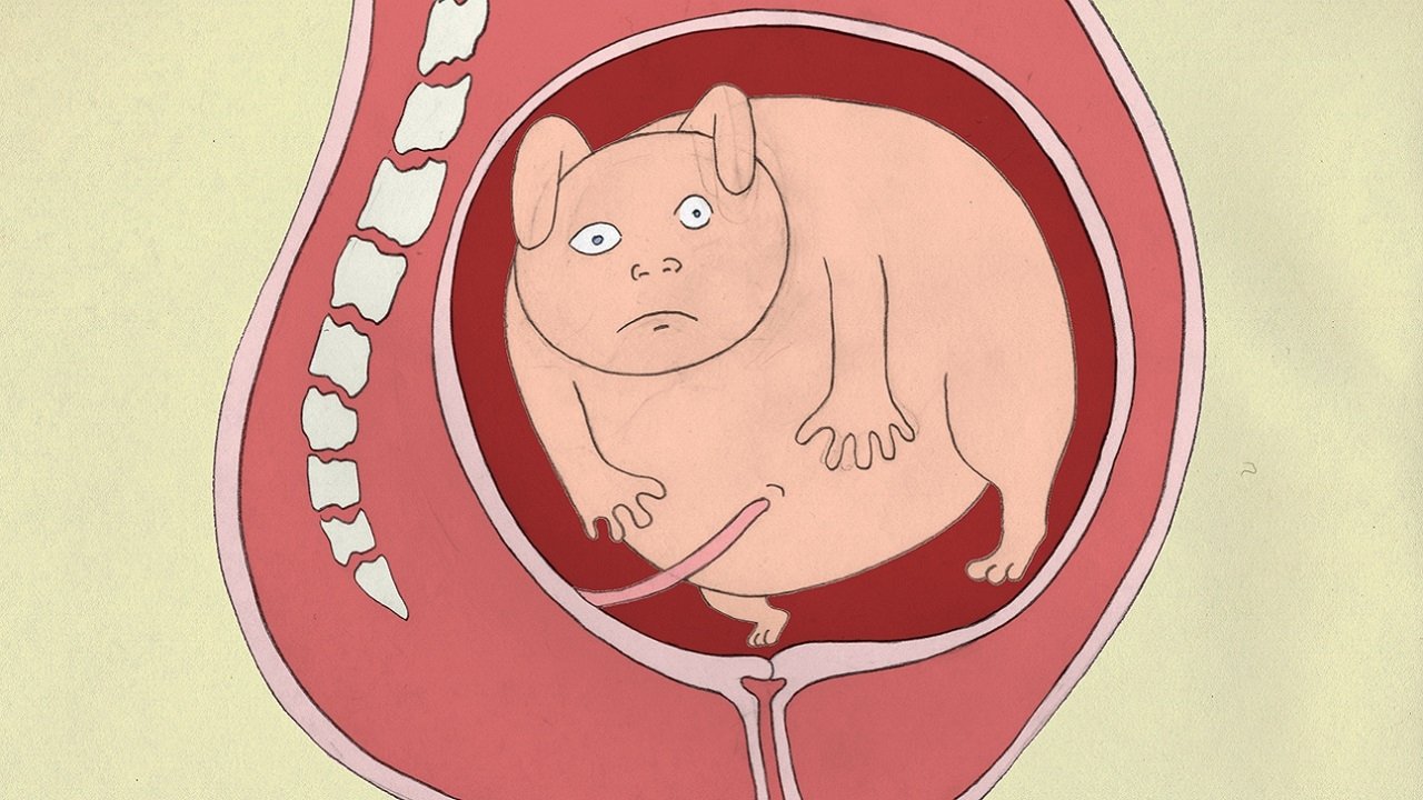 Backdrop image for movie Birth