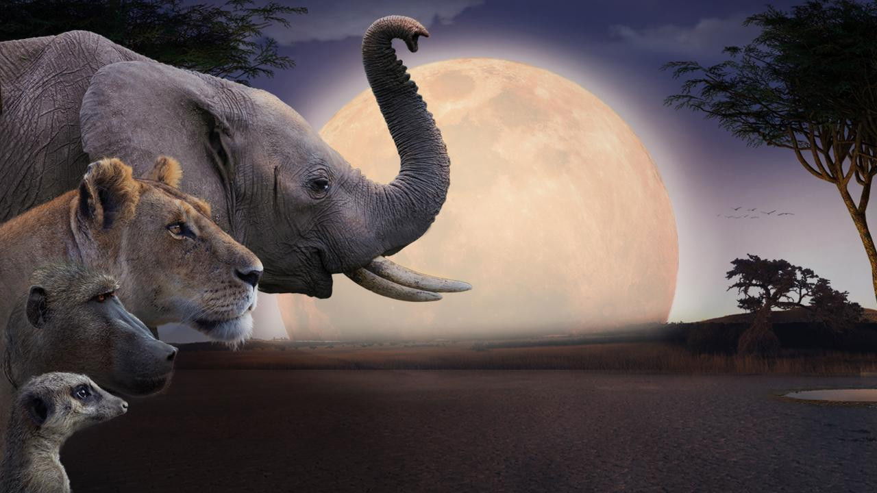 Backdrop image for movie Kalahari, l'autre loi de la jungle