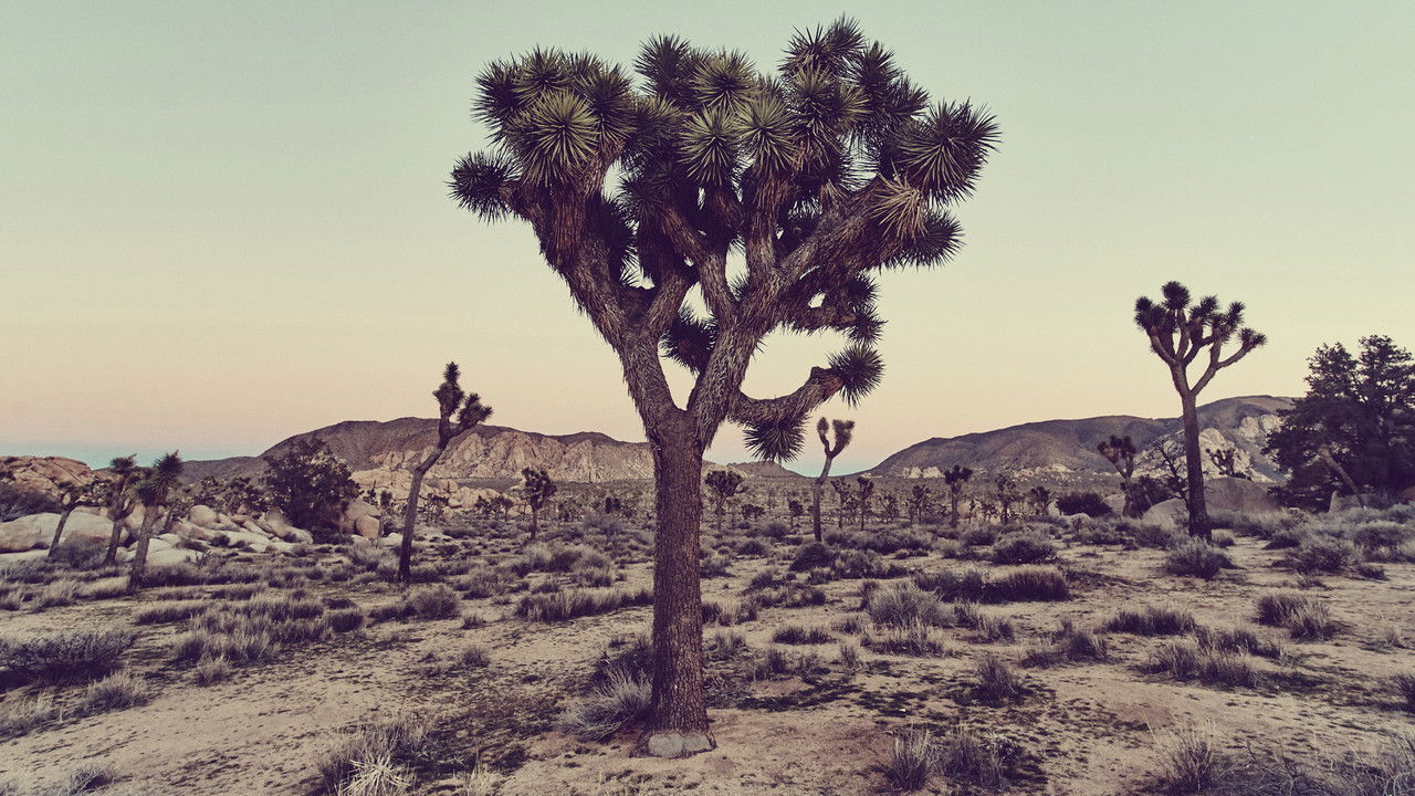 Backdrop image for movie Clothesline