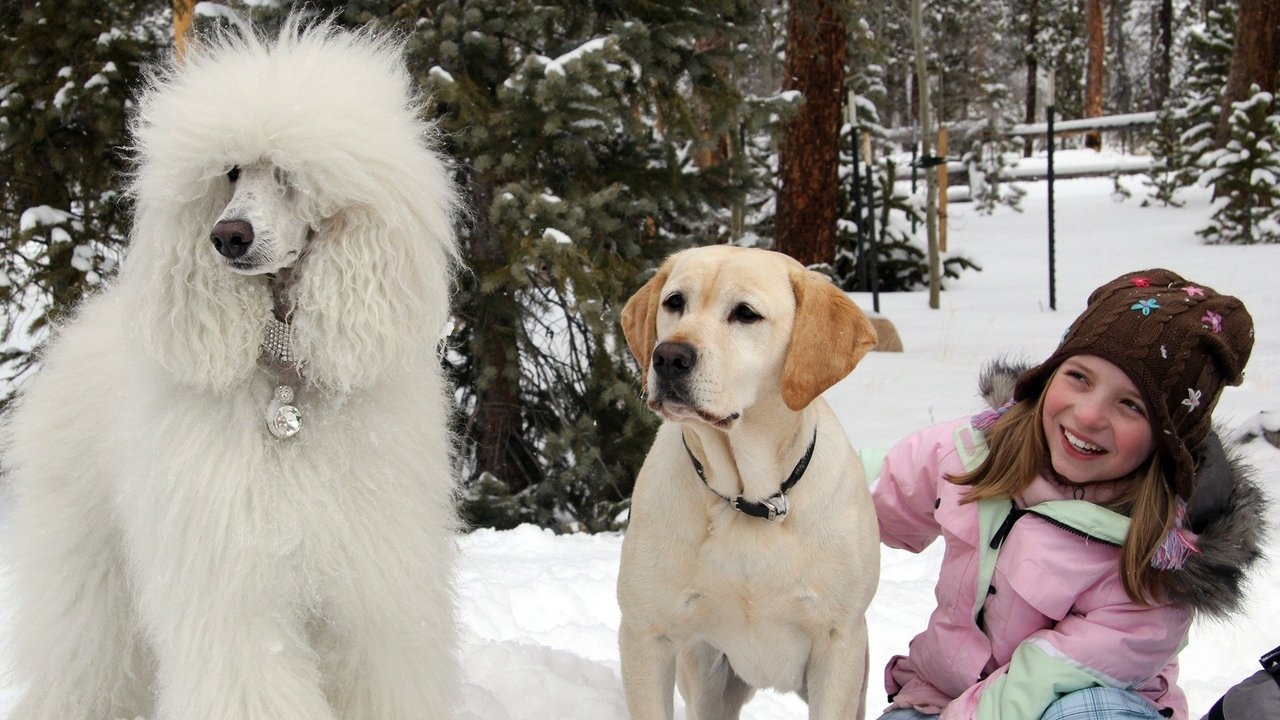 Backdrop image for movie The Dog Who Saved Christmas