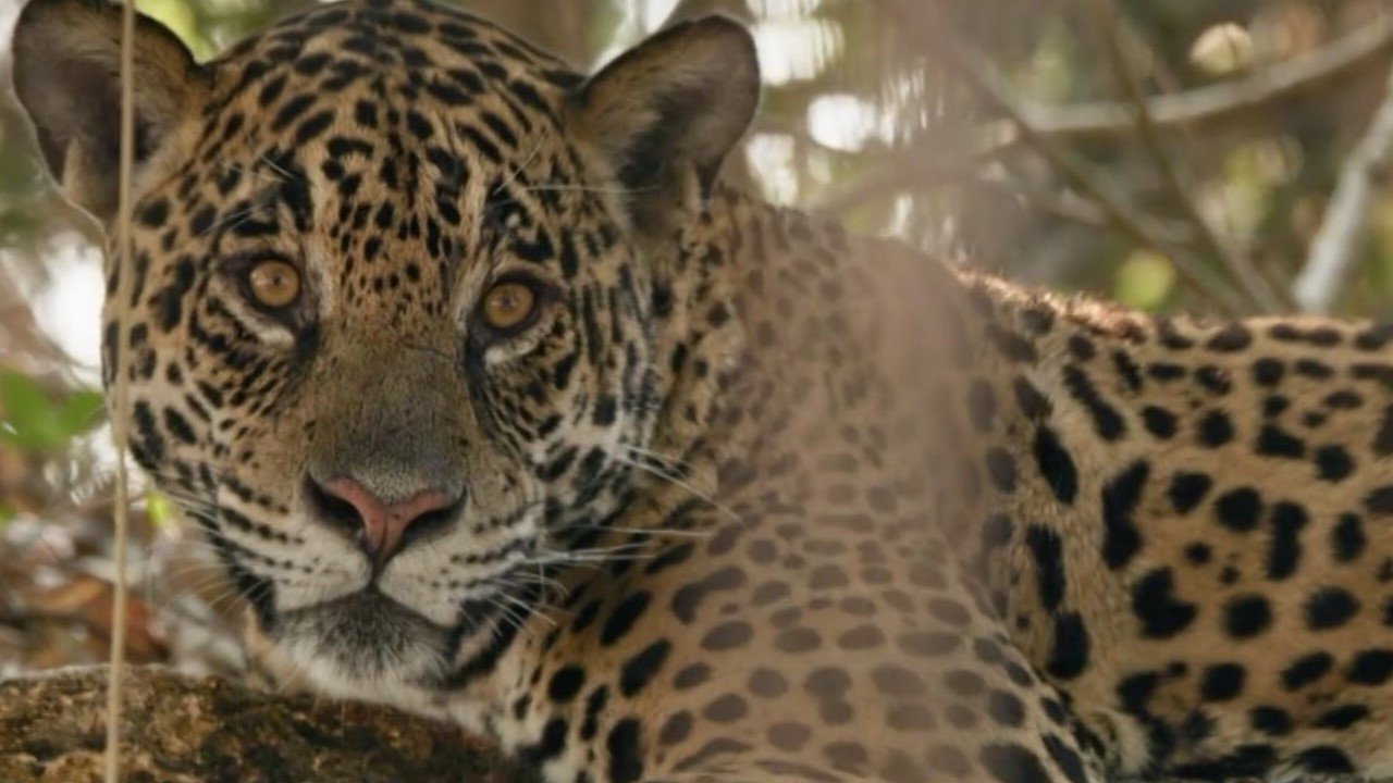 Backdrop image for movie Au nom des jaguars