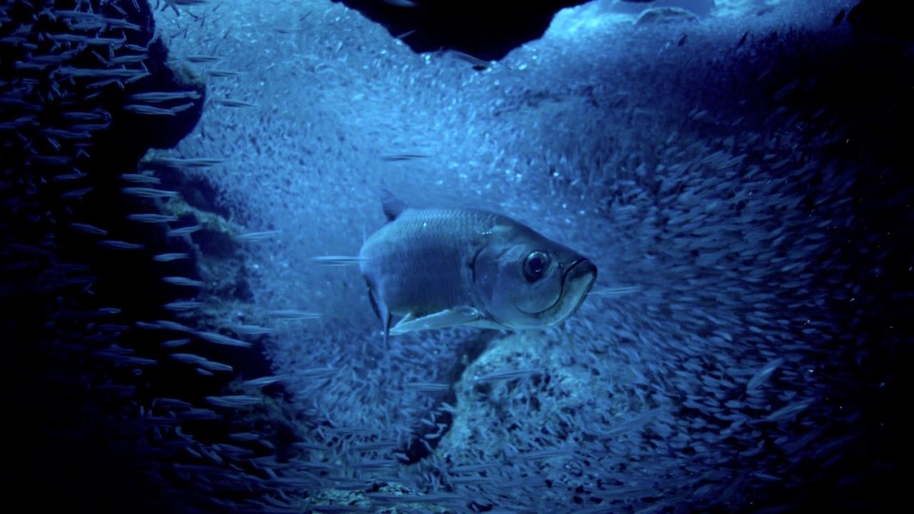 Backdrop image for movie Atlantic: The Wildest Ocean on Earth