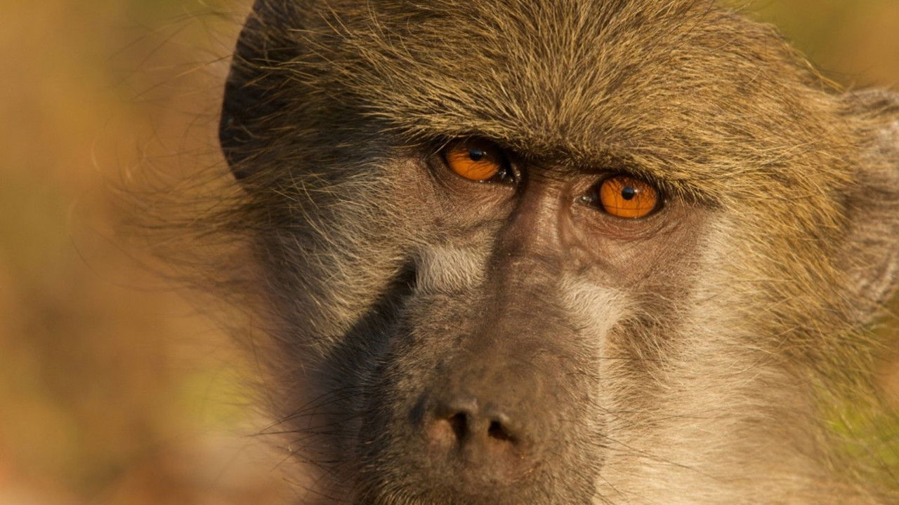 Backdrop image for movie Queen of the Baboons