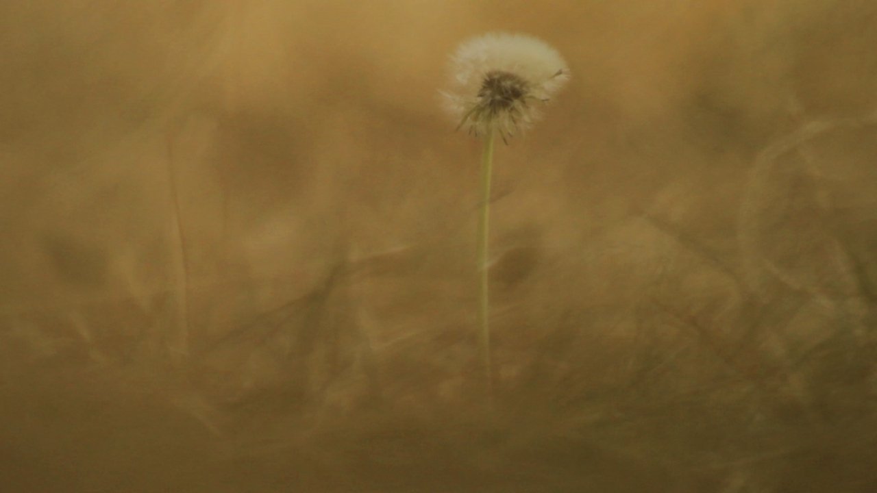 Backdrop image for movie Pradera