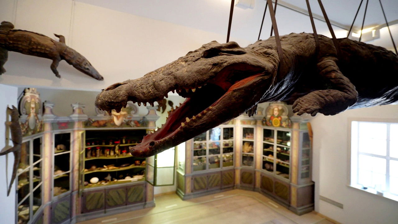 Backdrop image for movie The Cultural History of Museums