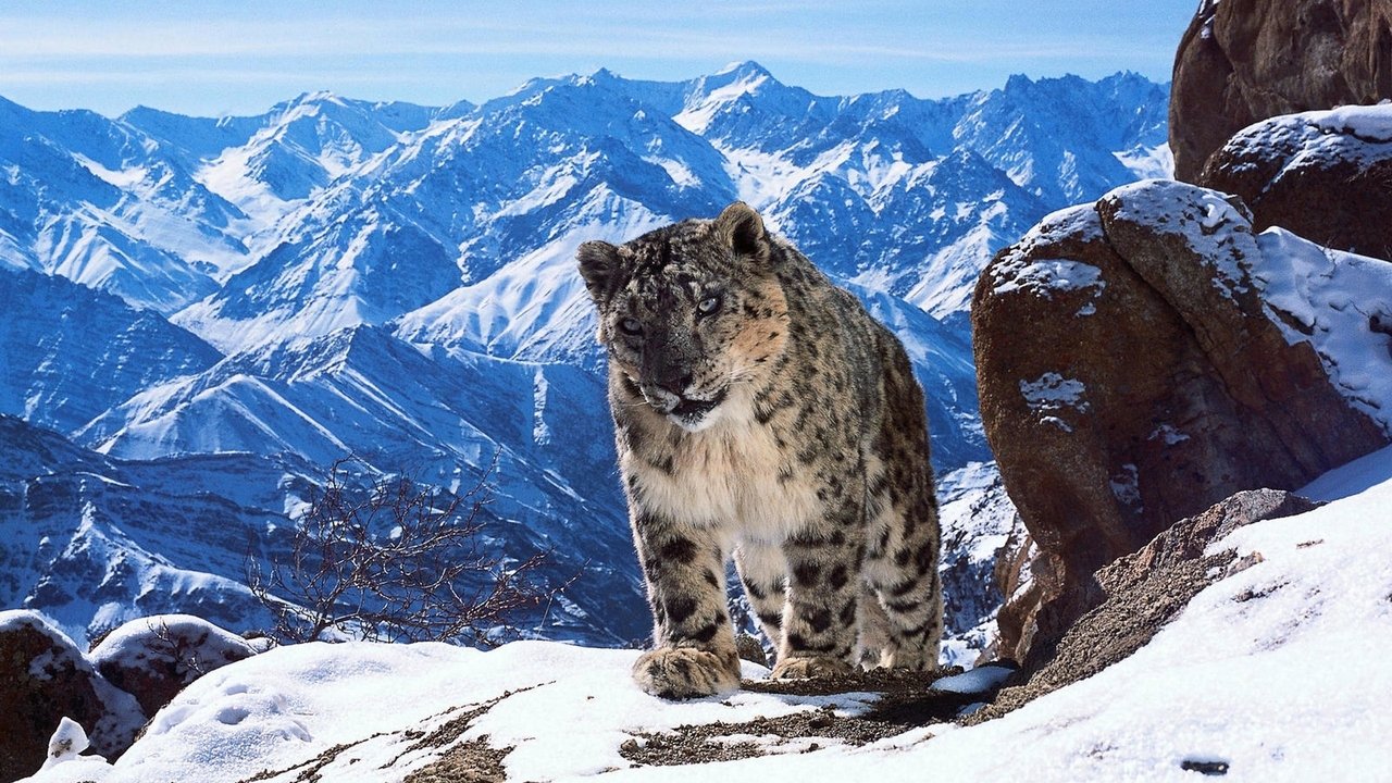 Backdrop image for movie Planète animale 2 : Survivre