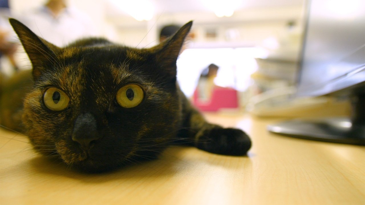 Backdrop image for movie Cat Nation