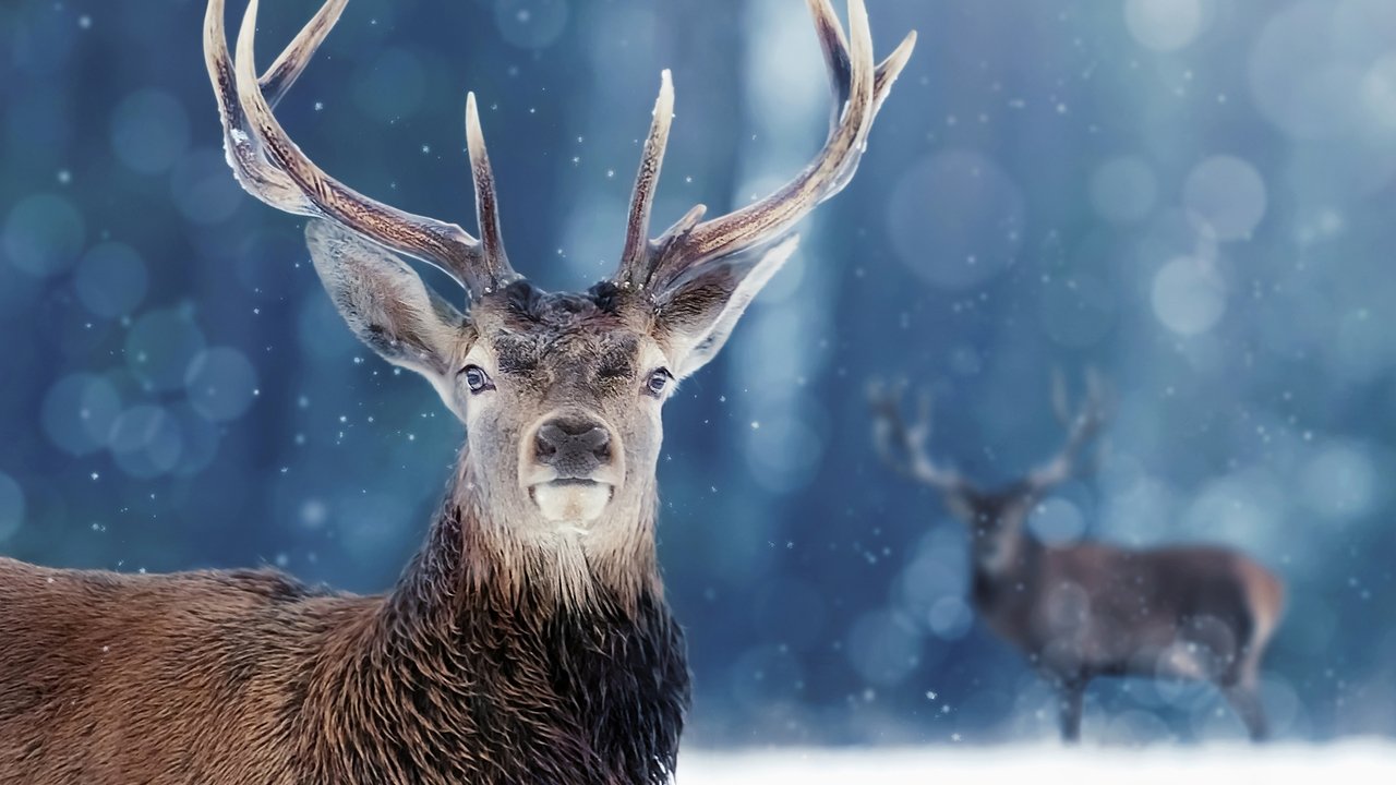 Backdrop image for movie Snow Animals