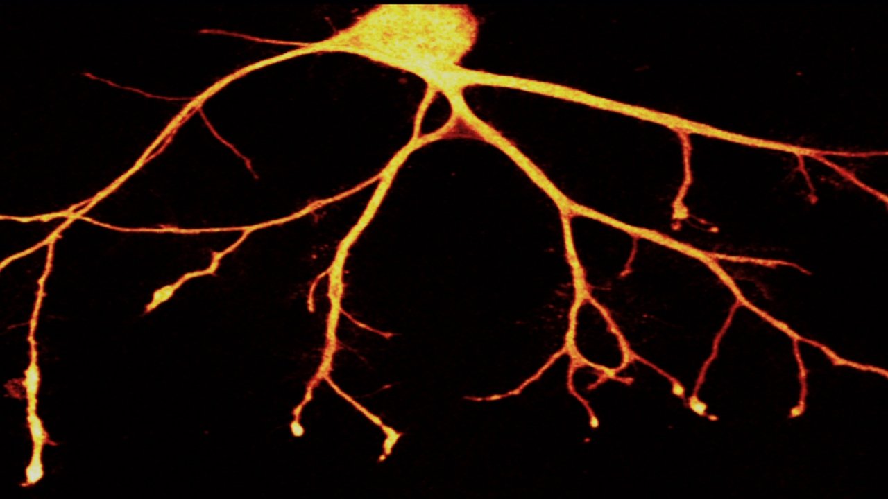 Backdrop image for movie In Search of Memory