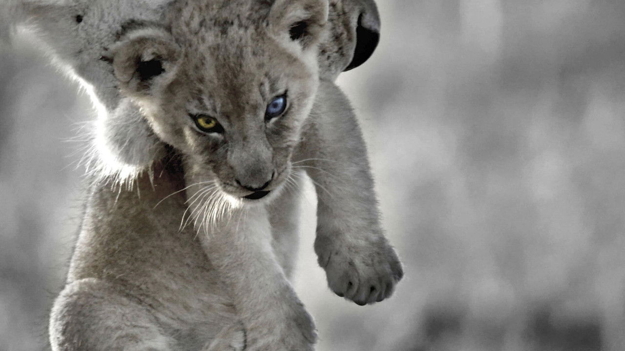 Backdrop image for movie The Bastard King