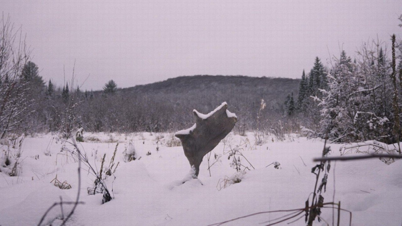 Backdrop image for movie Wild Feast