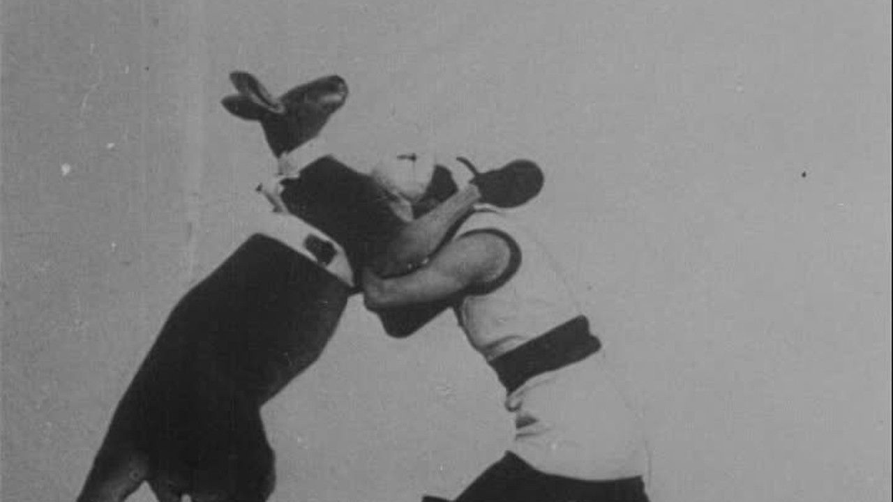Backdrop image for movie The Boxing Kangaroo