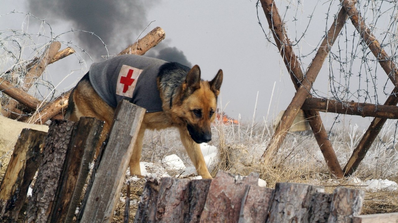 Backdrop image for movie Finding Rin Tin Tin